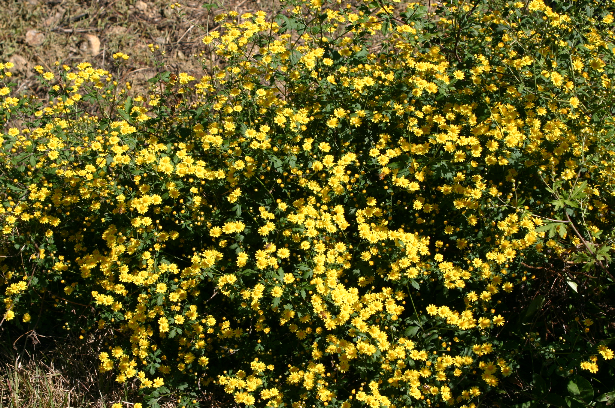 Chrysanthemum boreale